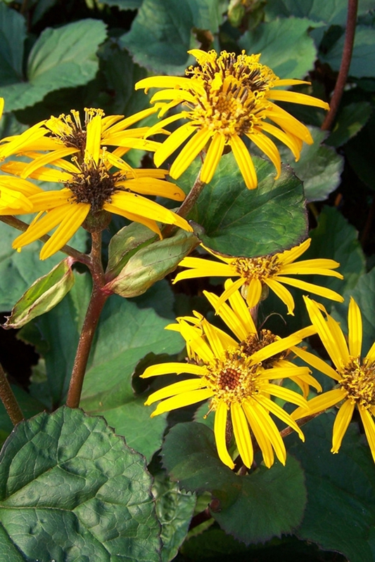 Бузульник зубчатый Отелло (Ligularia dentata 'Othello')