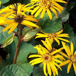 Бузульник зубчатый Отелло (Ligularia dentata 'Othello')