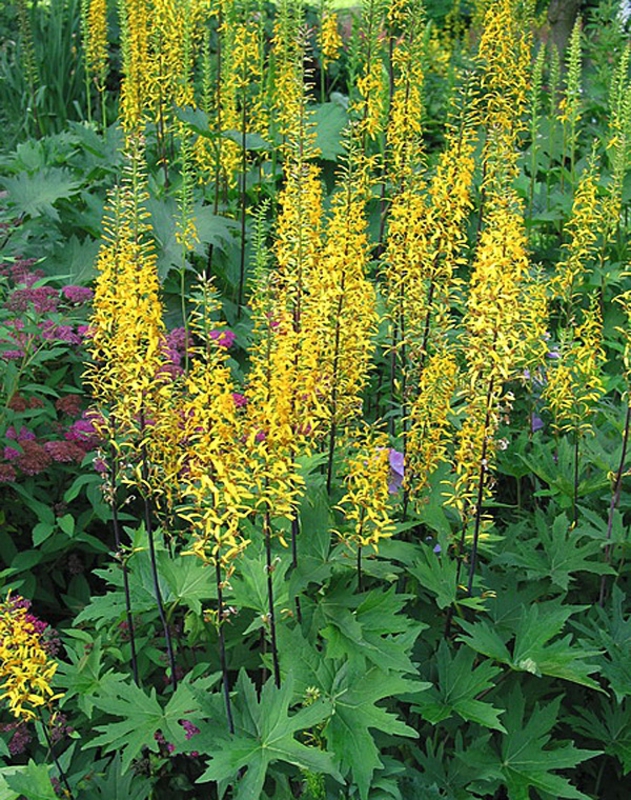 Бузульник Пржевальского (Ligularia przewalskii)