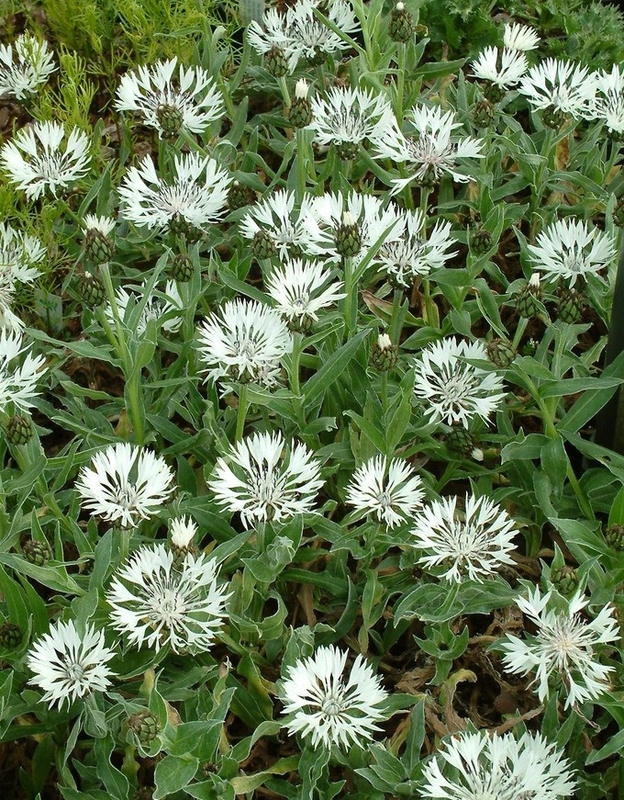 Василек горный Альба (Centaurea montana 'Alba')