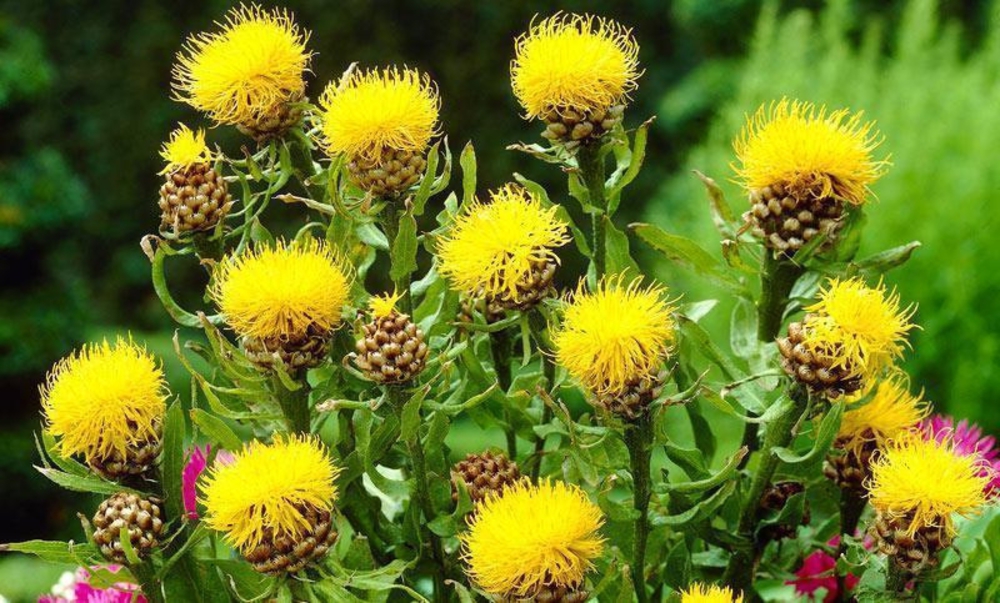 Василек крупноголовый (Centaurea macrocephala)