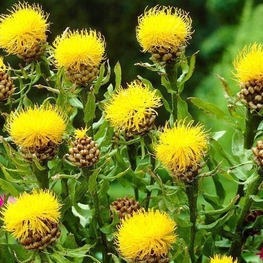 Василек крупноголовый (Centaurea macrocephala)