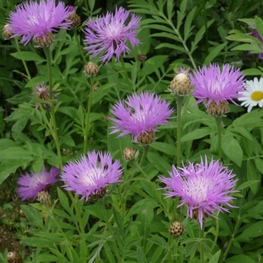 Василек подбеленный (Centaurea dealbata)