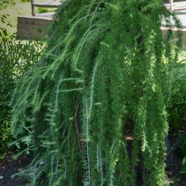 Лиственница европейская Пендула (Larix decidua 'Pendula')