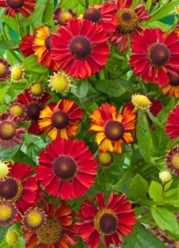Гелениум осенний Хот Лава (Helenium autumnale 'Hot Lava')