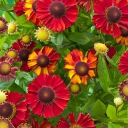 Гелениум осенний Хот Лава (Helenium autumnale 'Hot Lava')