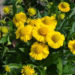 Гелениум осенний Канария (Helenium autumnale 'Kanaria')