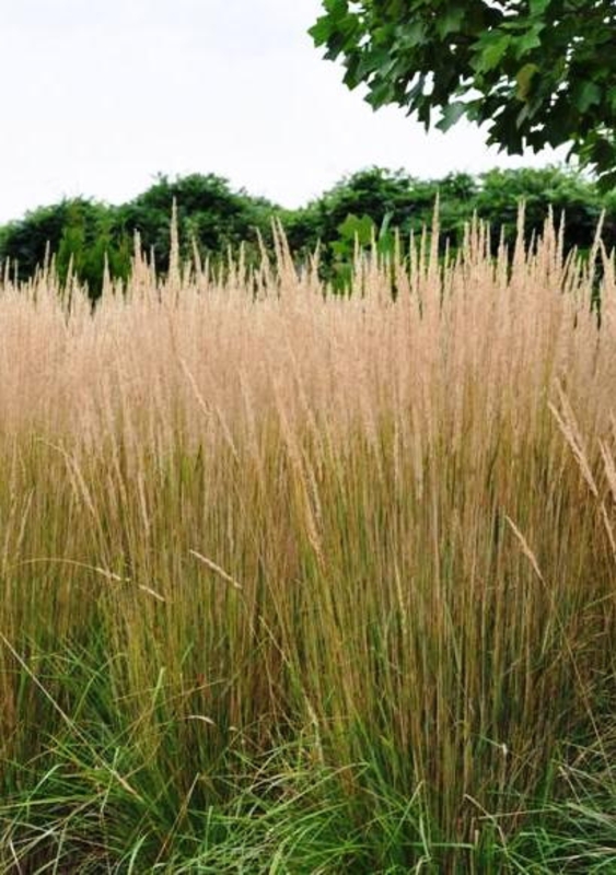 Молиния тростниковая Карл Форстер (Molinia arundinacea 'Karl Foerster')