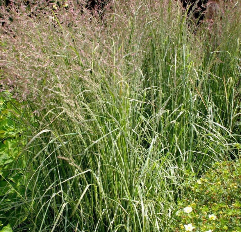 Молиния тростниковая Скай Рейсер (Molinia arundinacea 'Sky Racer')