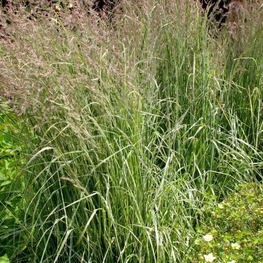 Молиния тростниковая Скай Рейсер (Molinia arundinacea 'Sky Racer')