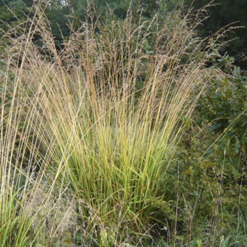 Молиния тростниковая Транспарент (Molinia arundinacea 'Transparent')