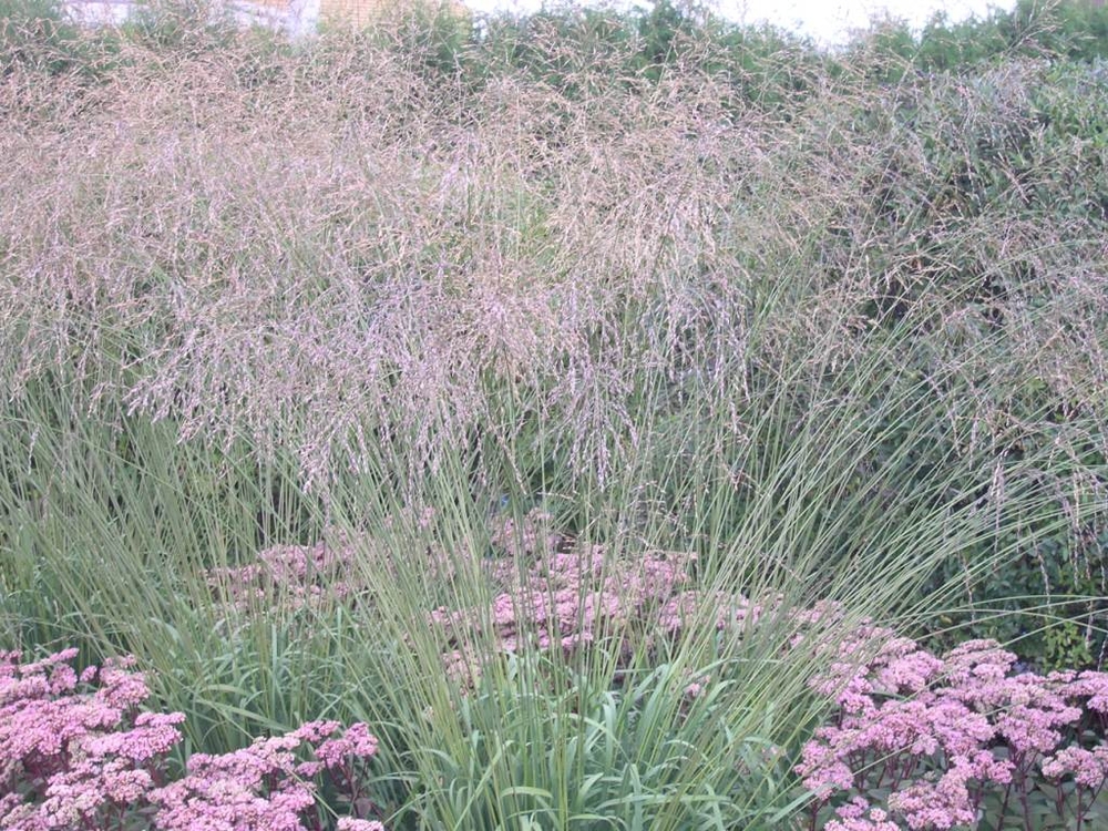 Молиния тростниковая Фонтэйн (Molinia arundinacea 'Fontane')