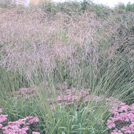 Молиния тростниковая Фонтэйн (Molinia arundinacea 'Fontane')