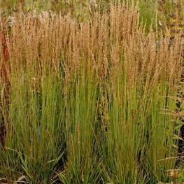 Молиния голубая Моорхексе (Molinia caerulea 'Moorhexe')