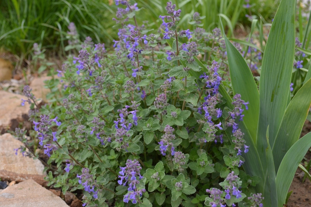 Котовник Фассена (Nepeta x faassenii)