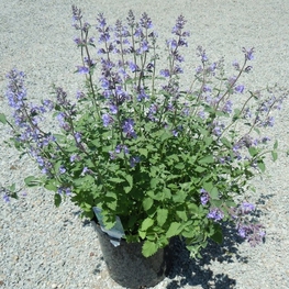 Котовник Фассена (Nepeta x faassenii)