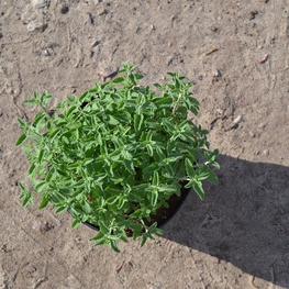 Котовник Фассена (Nepeta x faassenii)
