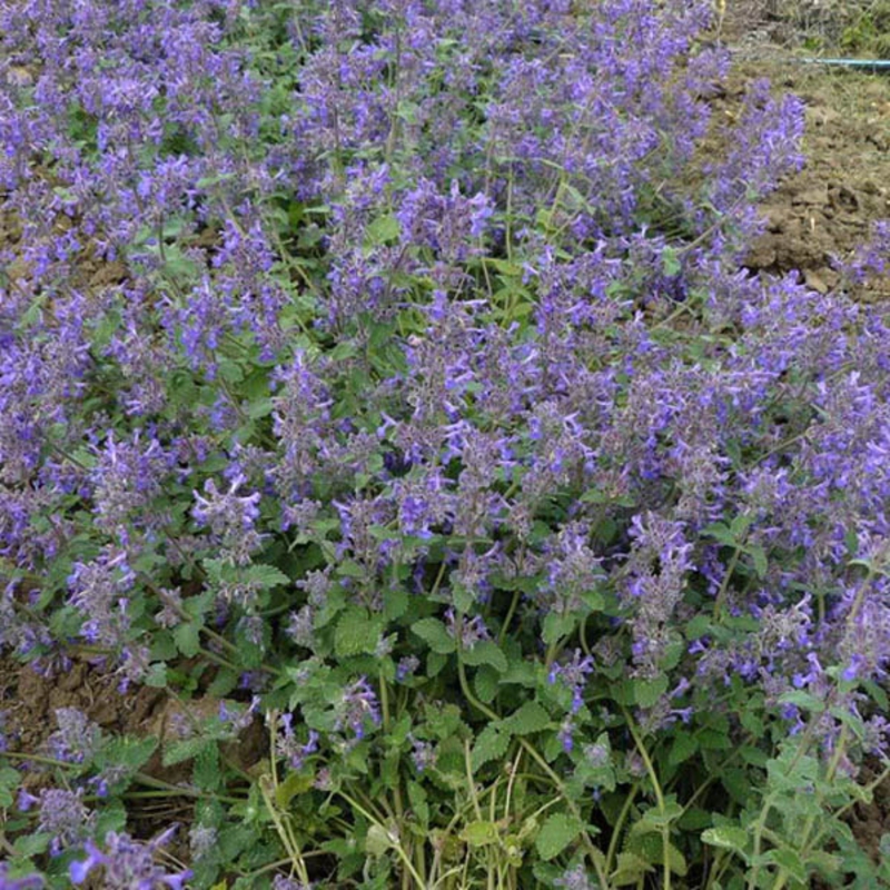Котовник Фассена Сеньор (Nepeta x faassenii 'Senior')