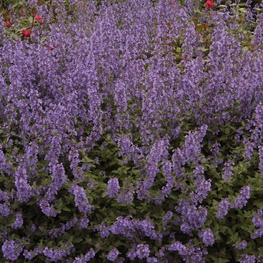 Котовник Фассена Волкерс Лоу (Nepeta x faassenii 'Walker\'s Low')