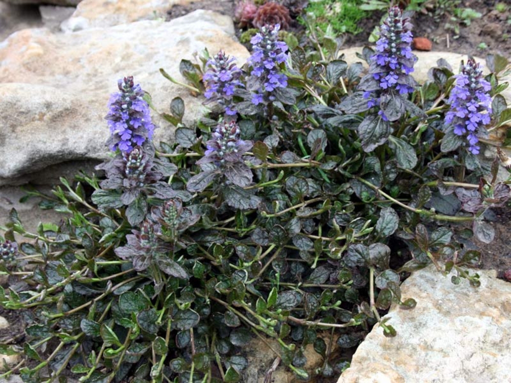 Живучка ползучая Атропурпуреа (Ajuga reptans 'Atropurpurea')
