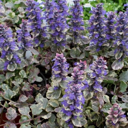 Живучка ползучая Бургунди Глоу (Ajuga reptans 'Burgundy Glow')