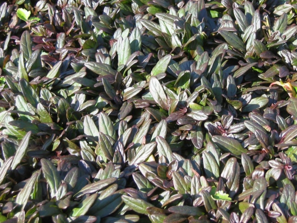 Живучка ползучая Чоколейт Чип (Ajuga reptans 'Chocolate Chip')