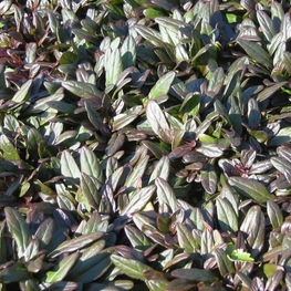 Живучка ползучая Чоколейт Чип (Ajuga reptans 'Chocolate Chip')