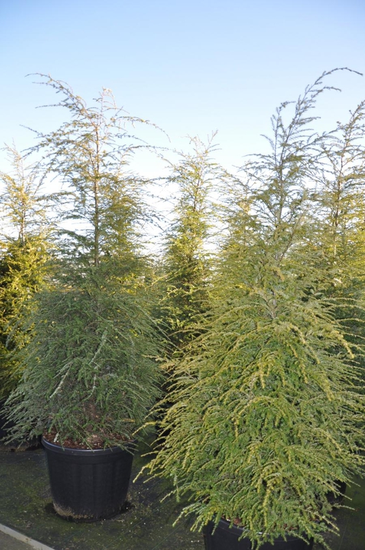 Тсуга канадская (Tsuga canadensis)