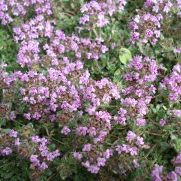 Тимьян ложнопушистый (Thymus pseudolanuginosus)