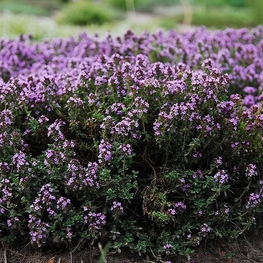 Тимьян ползучий (Thymus serpyllum)