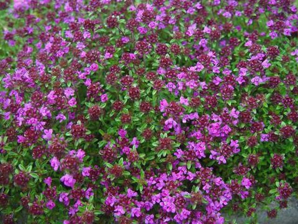 Тимьян ранний (Thymus praecox)