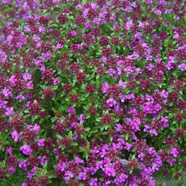 Тимьян ранний (Thymus praecox)
