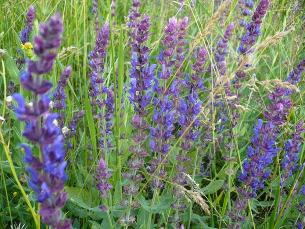 Шалфей дубравный Адора Блю (Salvia nemorosa 'Adora Blue')