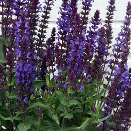 Шалфей дубравный Нью Дименшн Блю (Salvia nemorosa 'New Dimension Blue')