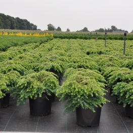 Тсуга канадская Джедделох (Tsuga canadensis 'Jeddeloh')