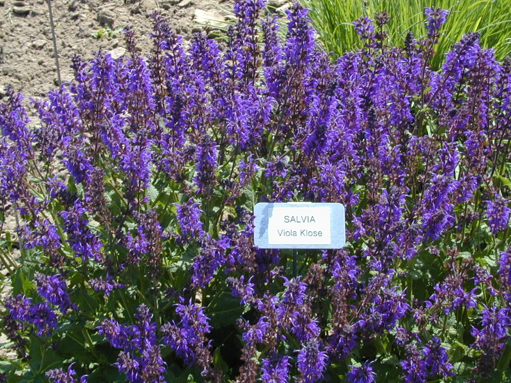 Шалфей дубравный Виола Клозе (Salvia nemorosa 'Viola Klose')