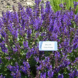 Шалфей дубравный Виола Клозе (Salvia nemorosa 'Viola Klose')