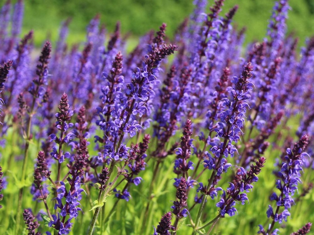 Шалфей лесной Майнахт (Salvia x sylvestris 'Mainacht')