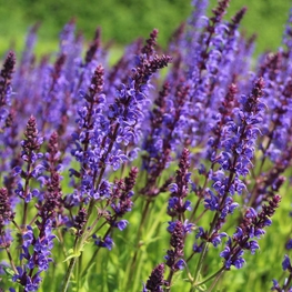 Шалфей лесной Майнахт (Salvia x sylvestris 'Mainacht')