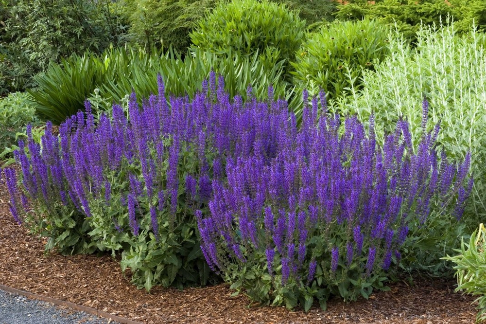 Шалфей дубравный Блаухюгель (Salvia nemorosa 'Blauhugel')