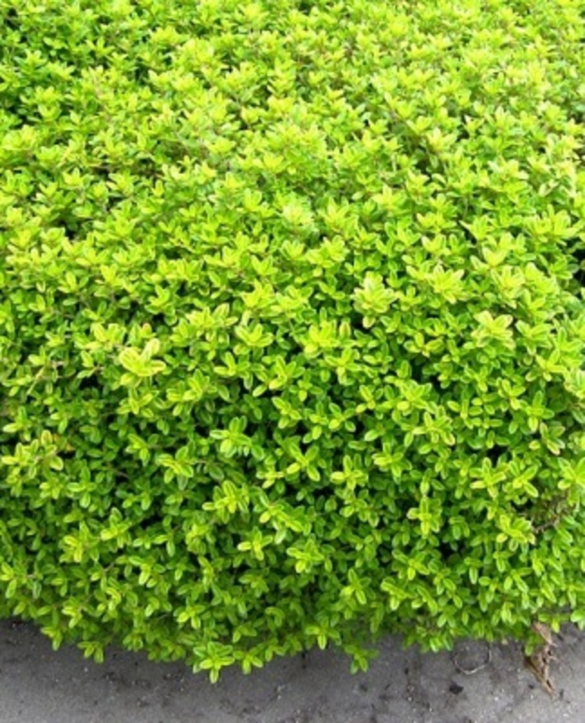 Мята лимонопахнущая (Mentha x piperita f. citrata)