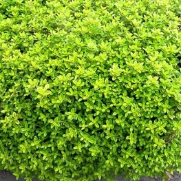 Мята лимонопахнущая (Mentha x piperita f. citrata)