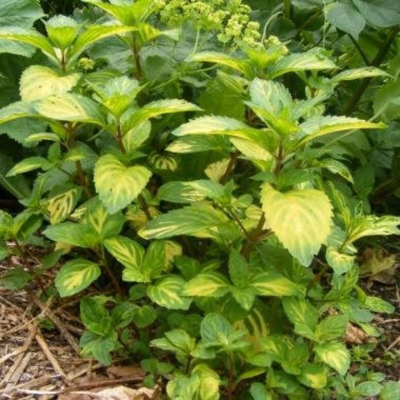 Мята имбирная Гингер Минт (Mentha x gracilis 'Ginger Mint')