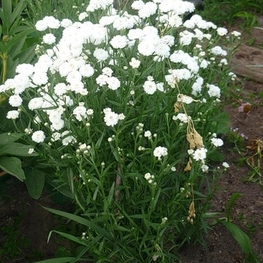 Тысячелистник Птармика (Achillea ptarmica)
