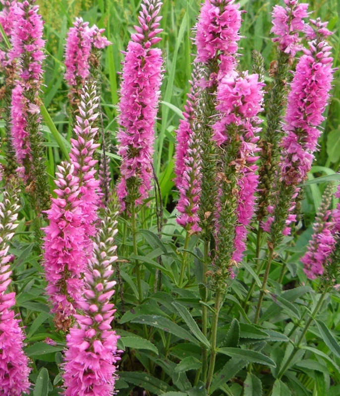 Вероника длиннолистная Роял Пинк (Veronica longifolia 'Royal Pink')