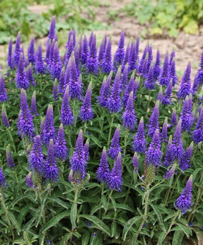 Вероника колосковая Спиката (Veronica spicata 'Spicata')