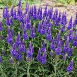 Вероника колосковая Спиката (Veronica spicata 'Spicata')