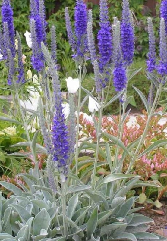 Вероника седая Инкана (Veronica incana 'Incana')