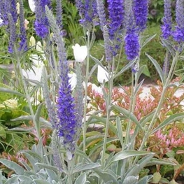 Вероника седая Инкана (Veronica incana 'Incana')