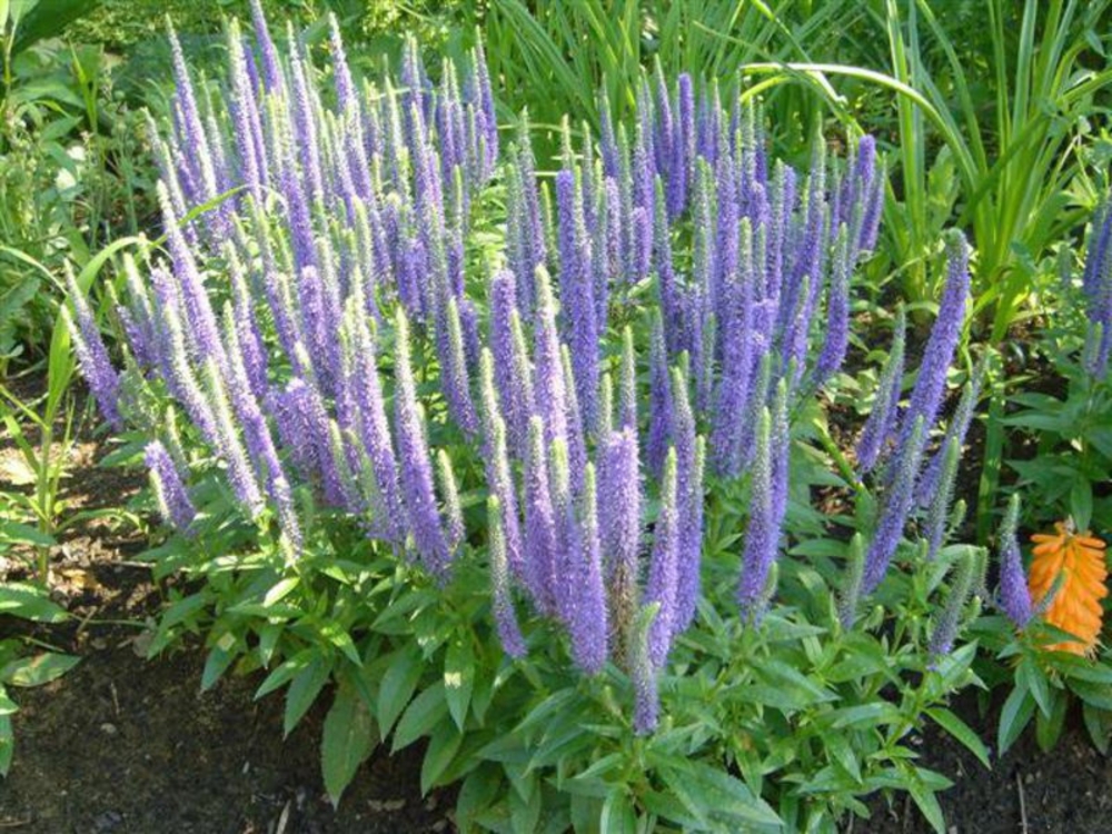 Вероника колосковая Блю Тон (Veronica spicata 'Blue Tone')